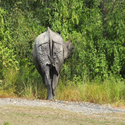 Chitwan National Park